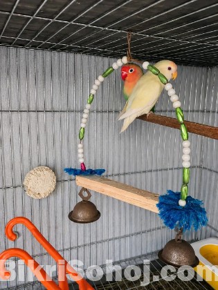 Love birds